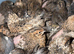 Button quails