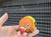 Hand reared lovebird