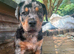 Harlequin American Bullweiler