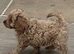 Beautiful cavapoos