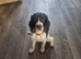 Sprocker for sale