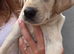 Last Remaining Beautiful Labrador x Pointer