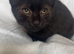 Kittens looking for special homes