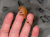 baby crested geckos (NOT READY)