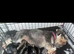Mini Schnauzer boys ready now