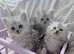 Ready to leave - Adorable Persian kittens