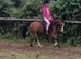 Tottie 11 hh 4 year old welsh type Gelding Will make top LR / First ridden pc all rounder