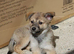6 months female German shepherd x