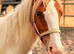 Duggie 11’th cob