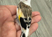 2026 Pied or chev goldfinches