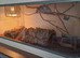 Corn snake with complete viv set up