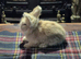 Gorgeous Angora Rabbits, Pure Bred Full Faced.