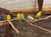 5 Budgies, breeding cage