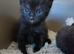 Black fluffy Tortoise shell female kitten