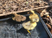 Indian runner cross cayuga ducklings