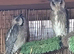 Pair of White Faced Owls