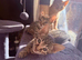 Savannah F4 kittens