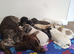 Cockapoo Puppies F1!