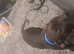 Mixed breed boy dog