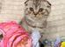 Scottish fold kittens