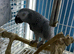 Super tame African grey Glasgow