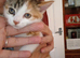 Kittens for sale
