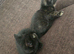 2 beautiful kittens looking for forever homes