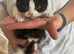 Last two Persian cross kittens
