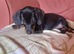 Dachshund x