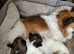 Adorable litter of healthy long-hair 3/4 Chihuahua 1/4 Pomeranian puppies ️