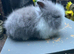 Lionhead Bunnies