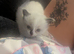 Pedigree ragdoll female