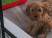 Cavapoo