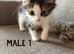 Long Haired Kittens Ready Now (READ DESCRIPTION)