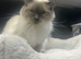 Handsome Full Pedigree Ragdoll Boy