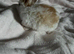 2 female babies
