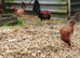 Hatching eggs American game