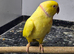 Lutino breeding pair