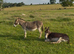 2 miniature jenny donkeys