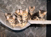 6 tabby kittens