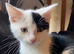12 weeks old kitten