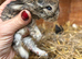 3 litters beautiful mini lops - super temperaments