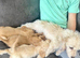 CavaJack Puppies