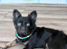 French bulldog fluffy