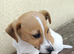 Jack Russell
