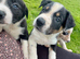 7 beautiful border collie puppies