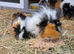 Teddy x texel guinea pigs