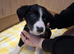 4 male Border Collie puppies for sale