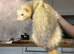 Cinnamon Male ferret for sale