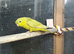 Proven pair off linolated parreakeet